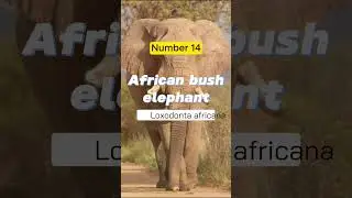 Nature's Giants: The 15 Most Powerful Creatures on Earth! 🦁🌍