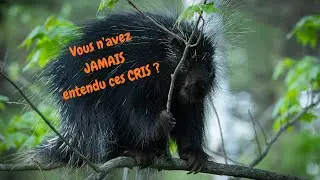Avez-vous déjà entendu ces CRIS en Nature ??