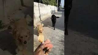 Street Friends: Calf and Dog Share a Snack! 🐮 🐶 #shorts #animalfriendship #goldenretriever