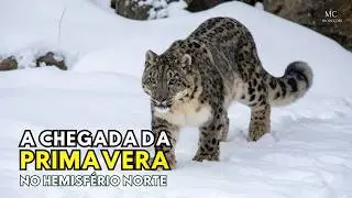 A Chegada da Primavera no Hemisf&eacute;rio Norte
