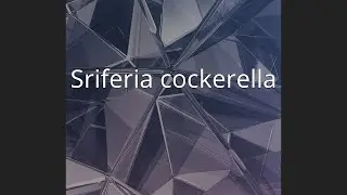 Sriferia cockerella