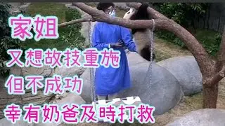 🐼看視頻，說故事～家姐重施故技3:家姐又想再試遊繩下滑，但被奶爸Matt 教訓了，#大熊貓bb成長日誌 #家姐細佬 #panda #cute #海洋公園 #萌宠 #盈盈#樂樂