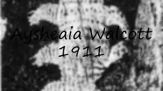 How to pronounce Aysheaia Walcott 1911 in English?