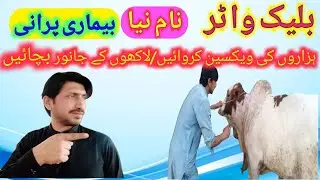 Black water disease vaccine /symptoms of black water disease #shahmuqeemcattlefarm