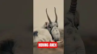 HIDUNGNYA PUNYA 