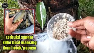 tutorial bikin umpan KALOT/KALUT||umpan tradisional #246