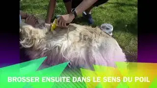 Conseil n&deg;2: traiter son chien avec la terre de diatom&eacute;e