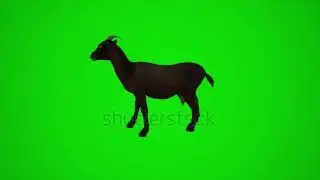 3D animation of black goat in green screen nature buy in telegram bio
