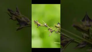 Hunting Macro Photography with Smartphone | Stunning Close-Up Shots 📸 #shorts #shortsvideo #nature