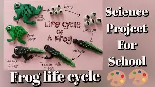 The Life Cycle of a 