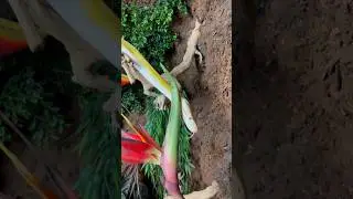 Retired chameleon habitat becomes snake playground! #enrichment #animallover #reptiles #shorts