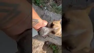 Happy diwali dog feeding by insaf express newspaper HA welfare foundation