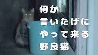 何か言いたげにやって来る野良猫