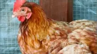 ISA Brown Chickens
