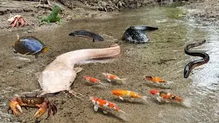 Menemukan Ikan Lele Raksasa Di Sungai,Ikan Koi,Ikan Gabus,Ikan Cupang,Ikan Sapu-sapu,Kelomang,Belut