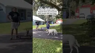 How to respond to people approaching your dog with their dogs.  #shorts #dogshorts #dog