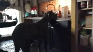 Great Dane Rupert
