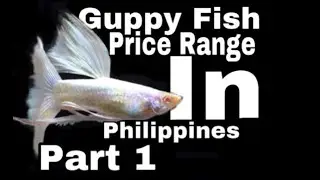 Magkano ba ang Guppy Fish | Guppy fish price range | Wilson's TV | Part 1 + Shoutout