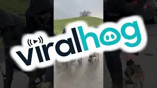 Police Puppy Dog Training || ViralHog