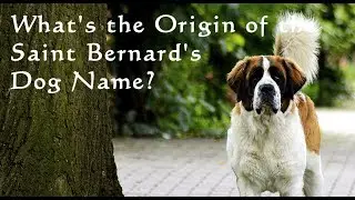What's the Origin of the Saint Bernard's Dog Name