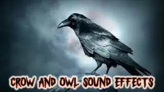 Crow and Owl Sound Effects | Scary Bird Sounds | Horror Sound Effects