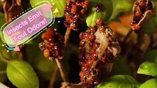 Nature&rsquo;s Stinky Secret: Insects&rsquo; Defense Mechanism!
