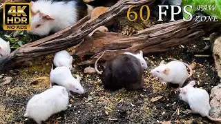 [NO ADS, NO AI] CAT TV 😺 for Cats to Watch: Real White Mice in Nature 🐭 4K HDR 60FPS