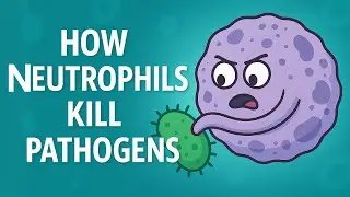 Leukocyte Migration Explained: Rolling, Adhesion & Diapedesis: Step-by-Step Animation 🔬🦠