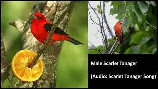 Scarlet Tanager (Male/Female with Bird Song and Call)