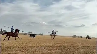 Villafrechós - Gran encierro por el campo (07/09/2025)