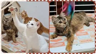 @cc.cutecats FUNNY CATS : Playing With The Cat Teaser Toys   #cat #kitten #funnycats #cutecat 