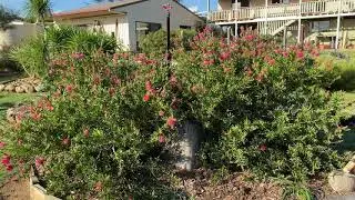 Callistemon.             Pink Alma