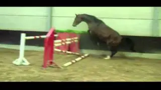 Lux Va-Vite DW (2011 Va-Vite x Argentinus)