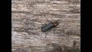 Cantharis rustica et Oedemera croceicollis