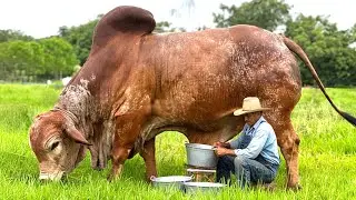 World highest milking gir cow⭐️ girolando cow ⭐️holstein cow ⭐️cow milking ⭐️cow video
