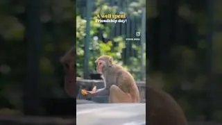 Happy Friendship day! #monkeyvideo #monkeysofinstagram #monkeybaby #feeding #humanity
