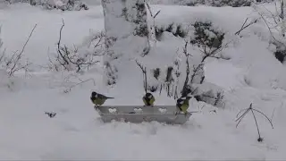 Peaceful Winter Birds at a Snowy Feeder | Relaxing Nature Scene | Real Video