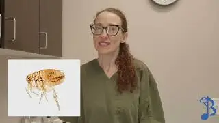 Summer Parasite Prevention for Pets 🦟 | Heartworms, Ticks & More