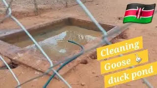 Cleaning up the goose, duck pond & the poultry coop, plus clearing. 