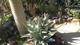 Aloe marlothii (flat flowered aloe)