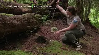 Nature Break with a Park Interpreter: Ghost Pipe