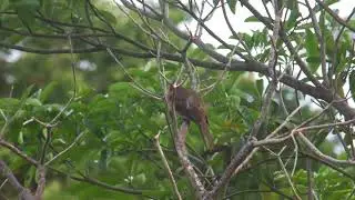 Philippine Bulbul Bird