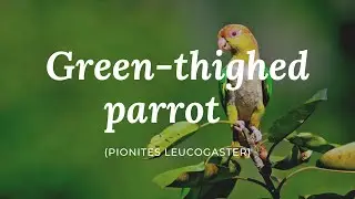 Green-thighed parrot (Pionites leucogaster)