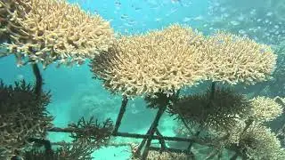 Rotary Club Coral Reef Restoration Project Update