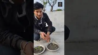 24 hours under salt in flower plants with reaction #viralvideo #trendingshorts #jojwaWalehacker