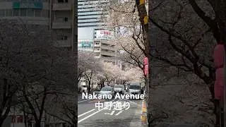 Nakano Sakura Walk | 春の中野通り散歩 I VXT TRAVEL