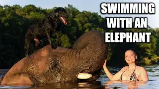 Swimming With an Elephant! | Myrtle Beach Safari