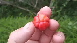 Acerola or Barbados cherry (Malpighia emarginata) - maybe the most Vitamin C rich fruit in the world