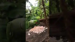Close-Up of Parrot Feeding