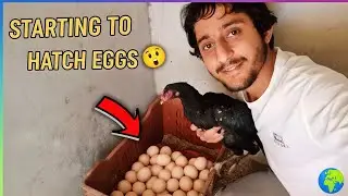 Murgi ko Andon per bitha Diya 🥰